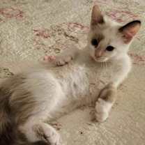 Thumbnail photo of Snowy #2