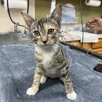 Thumbnail photo of Rose #3