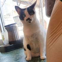 Thumbnail photo of Tommy #2