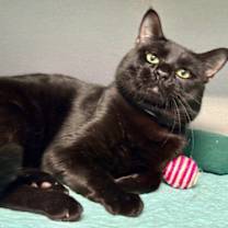 Thumbnail photo of Kahlid #1