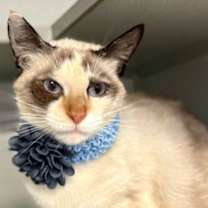 Thumbnail photo of Mellow #1