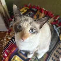 Thumbnail photo of Mellow #2