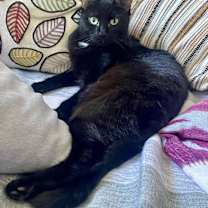 Thumbnail photo of Magic #1