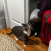 Thumbnail photo of Scar #4