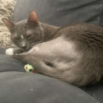 Thumbnail photo of Diotima #2