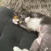 Thumbnail photo of Diotima #3