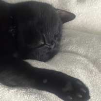 Thumbnail photo of Cher #2