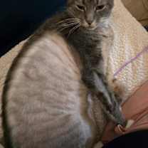 Thumbnail photo of Indiana #4