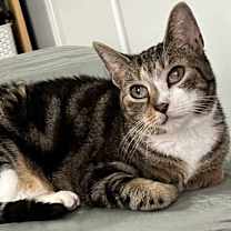 Thumbnail photo of Jay #1