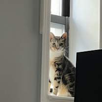 Thumbnail photo of Jay #2