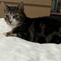 Thumbnail photo of Jay #3