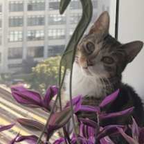 Thumbnail photo of Jay #4