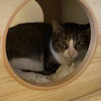 Thumbnail photo of Tabitha #1