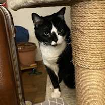 Thumbnail photo of Nilah #2