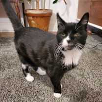 Thumbnail photo of Akela #1