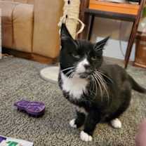 Thumbnail photo of Akela #3