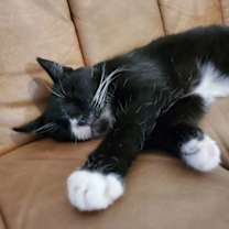 Thumbnail photo of Akela #4