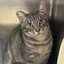 Thumbnail photo of Lavender #1