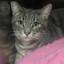 Thumbnail photo of Lavender #3