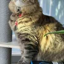 Thumbnail photo of Stevie #4