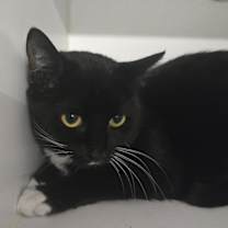 Thumbnail photo of Ava Gardner #2