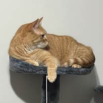 Thumbnail photo of Simba #2