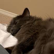 Thumbnail photo of Mochi #2