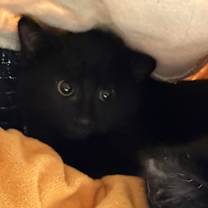 Thumbnail photo of Kit #2