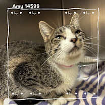 Thumbnail photo of AMY #1