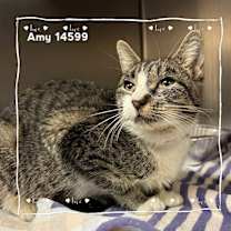 Thumbnail photo of AMY #2