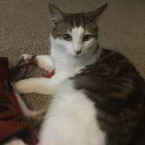 Thumbnail photo of Cottontail #1