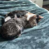 Thumbnail photo of Spike ( Christina) #2