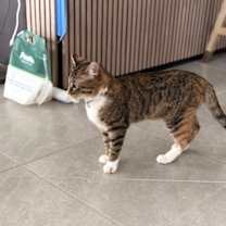 Thumbnail photo of Storm #4