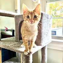 Thumbnail photo of Nico #2