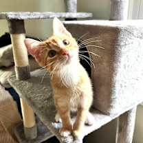 Thumbnail photo of Nico #4