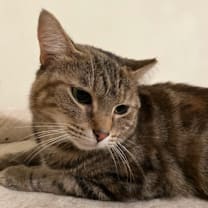 Thumbnail photo of Kai Tarkitty #1