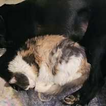 Thumbnail photo of Kira #2