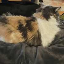 Thumbnail photo of Kira #3