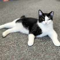 Thumbnail photo of Tootsie #2