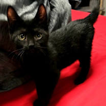 Thumbnail photo of Stetson #2