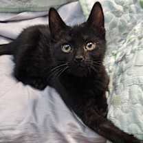 Thumbnail photo of Stetson #3