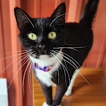 Thumbnail photo of Whiskers #1