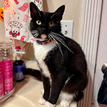 Thumbnail photo of Whiskers #3