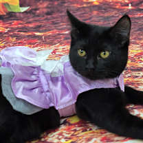 Thumbnail photo of Lasagna #1