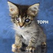 Thumbnail photo of Toph #3