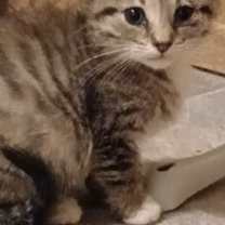 Thumbnail photo of Chessie #1