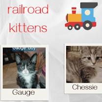 Thumbnail photo of Chessie #2