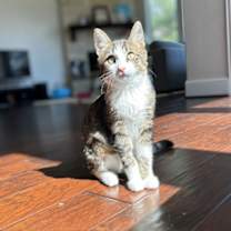 Thumbnail photo of Glacier #1