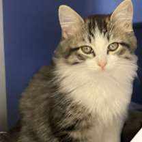 Thumbnail photo of Orion #3