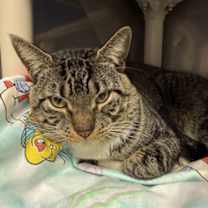 Thumbnail photo of Jax #3